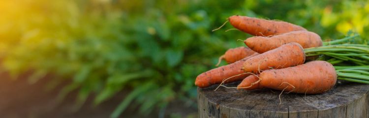 SEO Egyiptomi répa az EU-ban