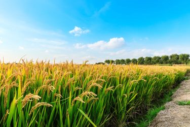 Rizstelepek szabályai szigorodtak itthon.