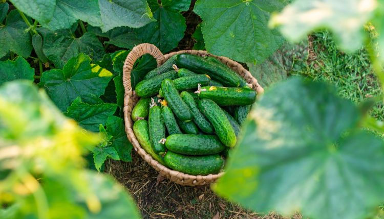 Magas uborkaárak Hollandiában