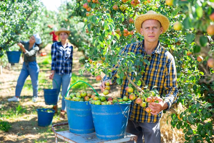 Mezőgazdasági idénymunka gyümölcsszedéskor