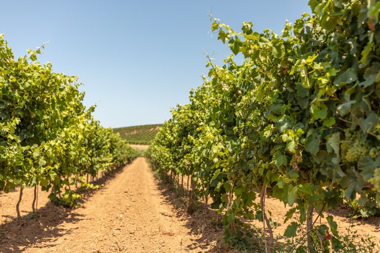 Szőlőültetvény ellenőrzött szaporítóanyaggal