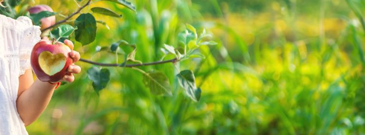 Alma növényvédőszer-maradék vita