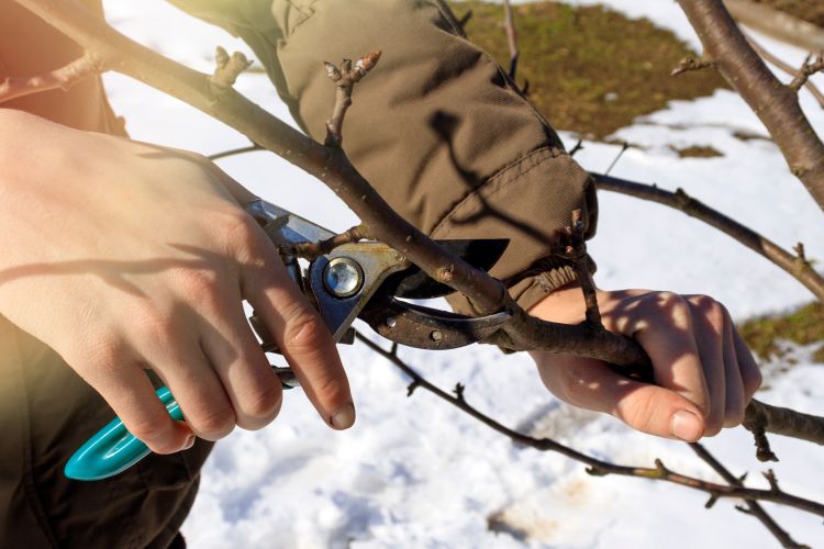 A fagy szerepe a mezőgazdaságban