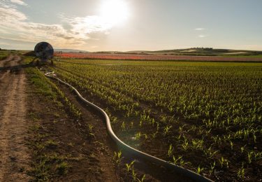 Öntözés kukoricában tömlődobbal
