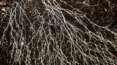 Mikorrhiza gombahálózat a talajban