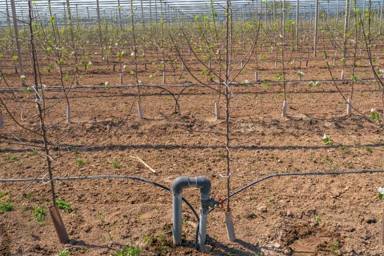 Csepegtető öntözés ültetvényben