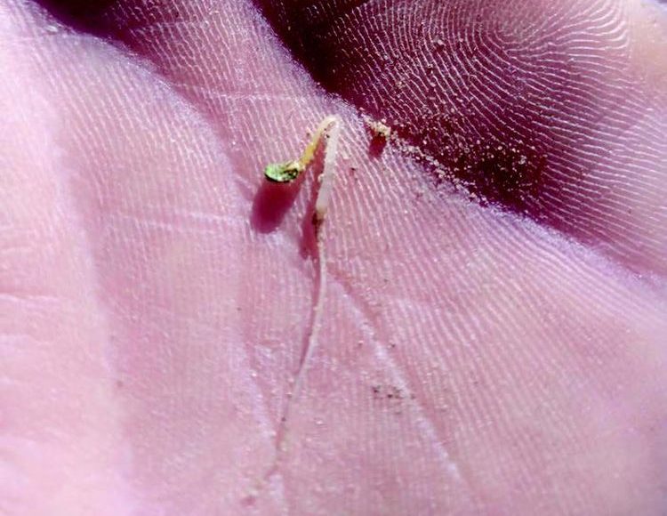 Sárgarépa csírázásának vizsgálata