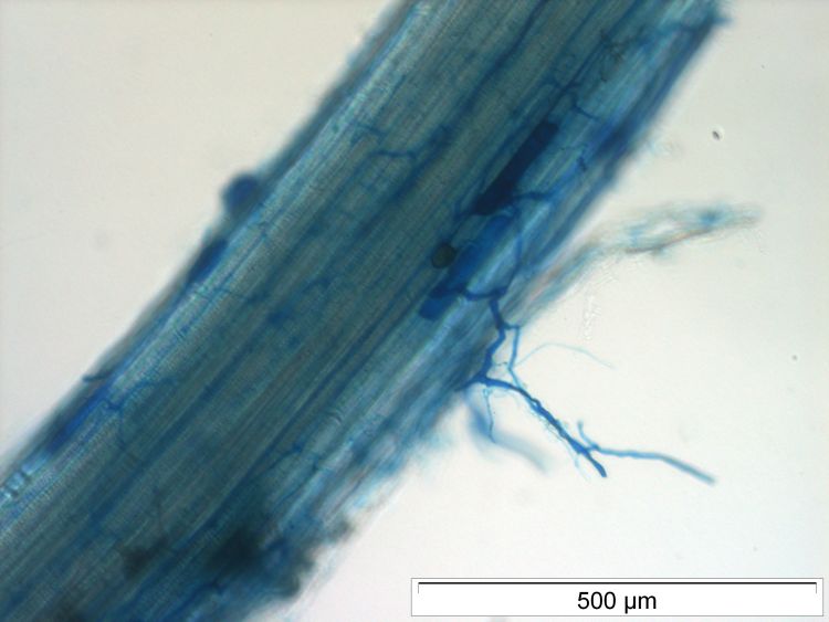 Mikroszkópos gyökérszöveti felvétel