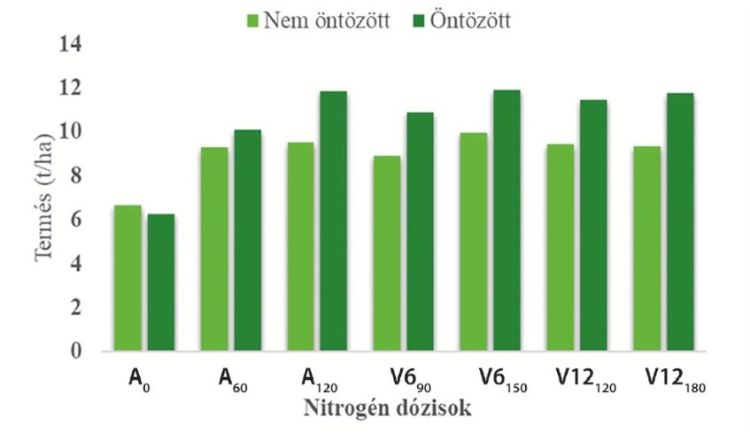 Nitrogén dózisok öntözés termésre hatása