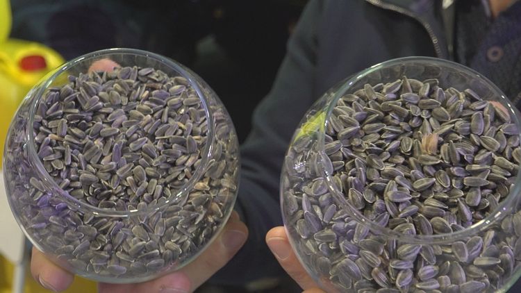 Kezelés nélküli és Mikro-Vital Avantival kezelt napraforgó összehasonlító kísérlete