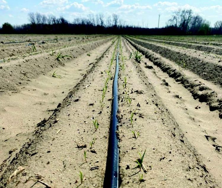 A kelés megindulása répában