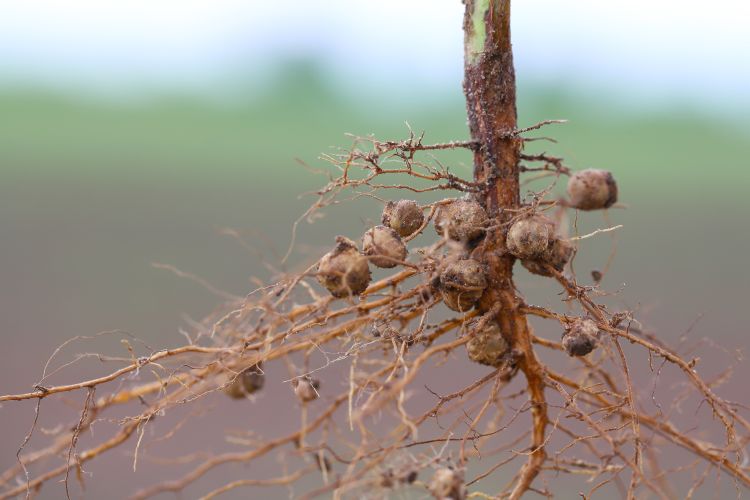 Gyökérgümők a nitrogénkötéshez