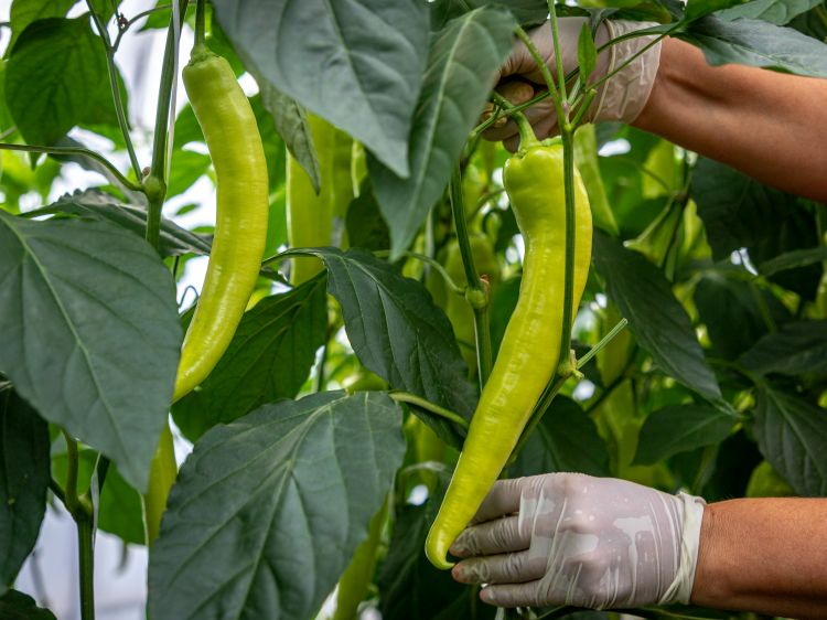 hegyes erős paprika Szentesről