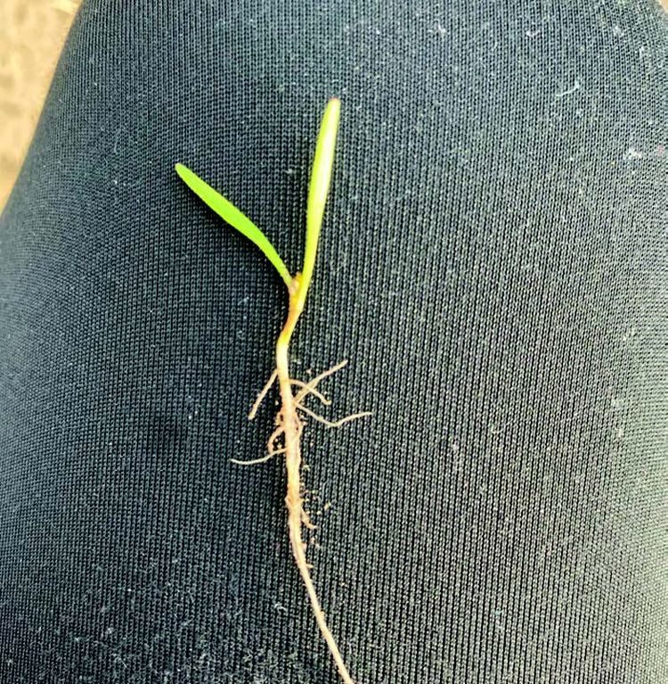 Szikleveles sárgarépa vizsgálata