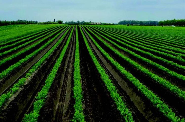 Egészséges sárgarépa lombfejlődés