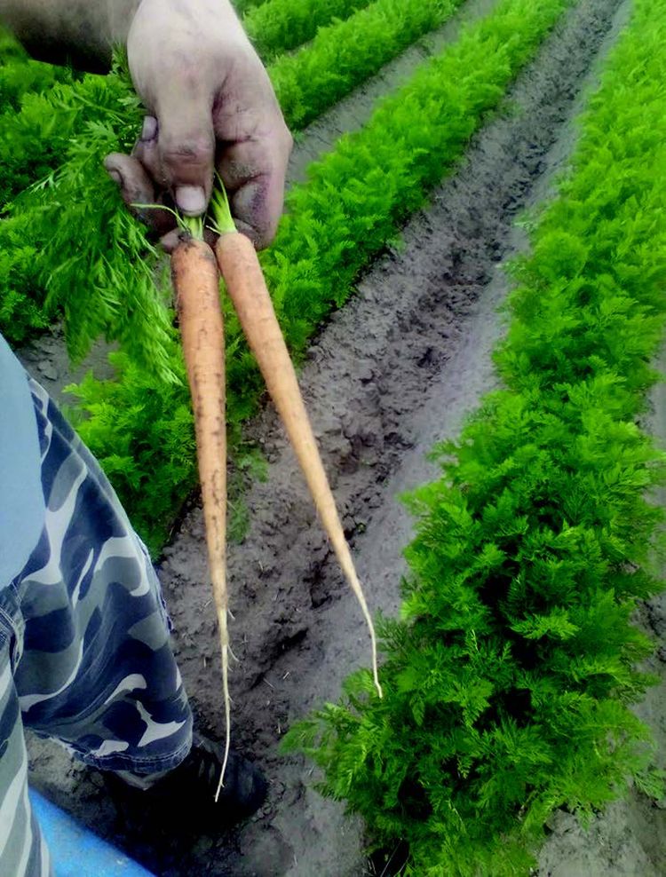 Intenzív répatest-növekedés