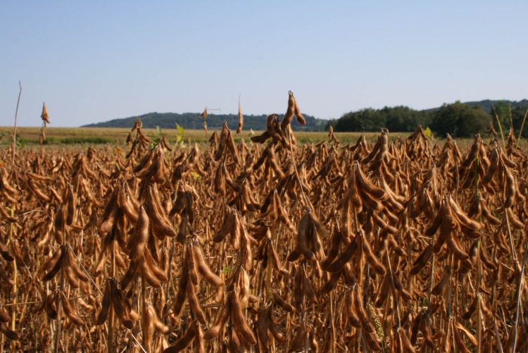 A hazai szójának az európai piacon biztos helye van. (Fotó: Saatbau Linz)