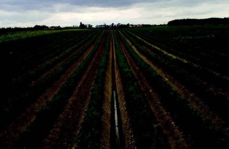 Egészséges sárgarépaállomány állapot