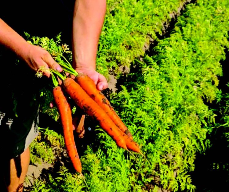 Optimális lomb–gyökér arány