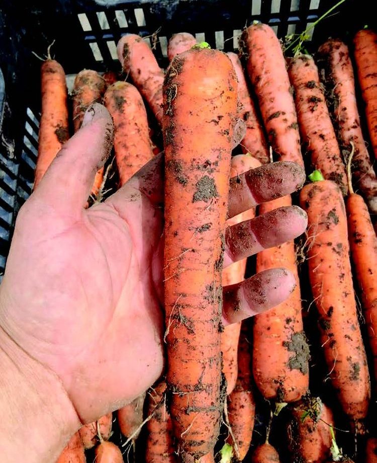 Betakarított sárgarépa termés