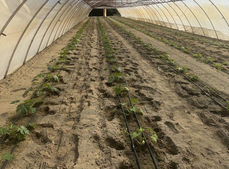 Cukkiniállomány gyenge fejlődéssel kezelés előtt