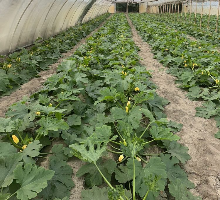Cukkiniállomány látványos regenerációja biostimulátorral