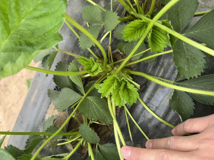 Biostimulátoros szamóca gyorsabb gyökeresedéssel