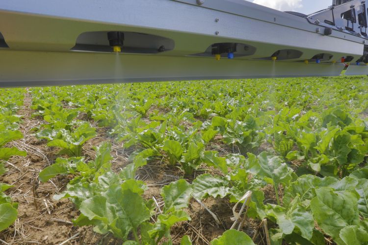 Sávpermetezés 45 cm sortávba vetett cukorrépában