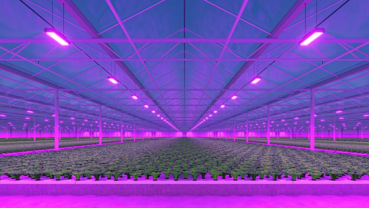 LED világítás alkalmazása üvegházi termesztésben