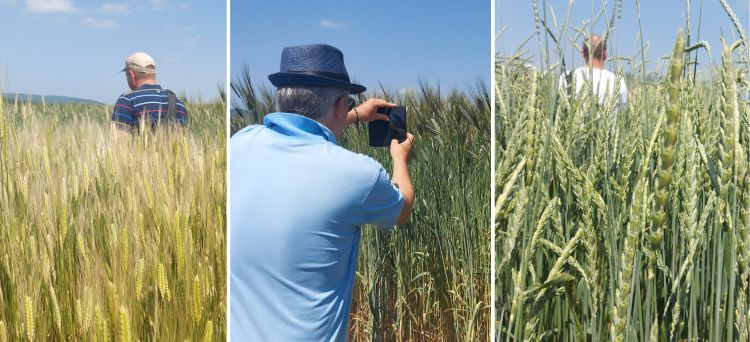 alakor tönke tönköly