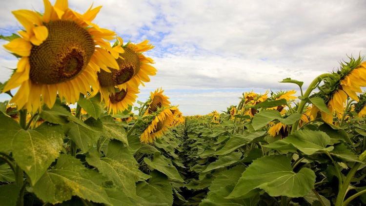 A kulcsszó a termésbiztonság a napraforgónál is