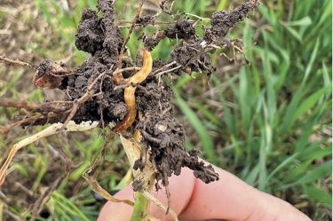 Drótféreg-kártétel Fotó: Hechta Kft.