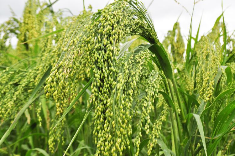 A köles nem csodanövény, de vannak előnyei