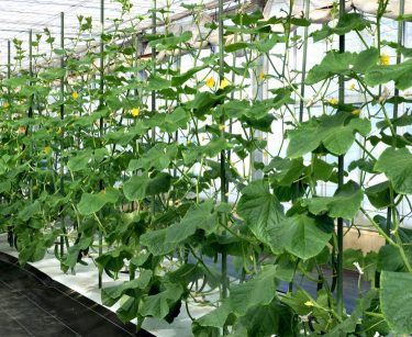 Üvegházi uborkaállomány biostimulátoros technológiával