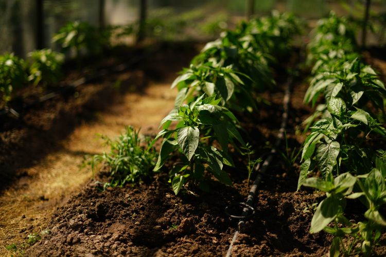 Fehér TV-paprika téli hajtatásban