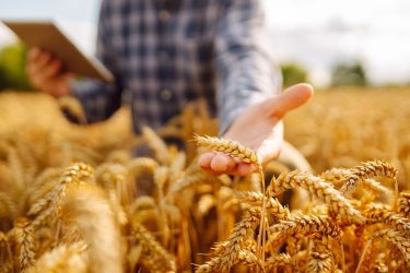 Gazda búzatáblán, online csatlakozás.