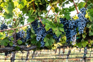 Érett szőlőfürtök a tőkén
