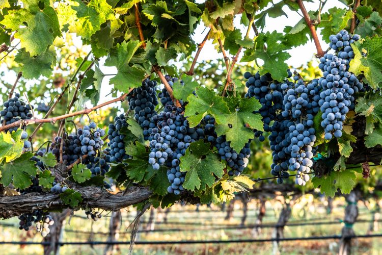 Érett szőlőfürtök a tőkén
