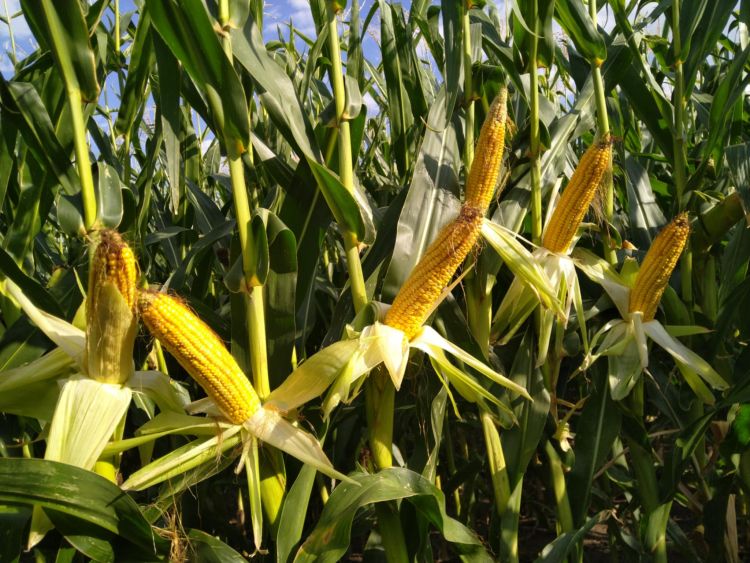Kukorica? Vetni vagy nem vetni…