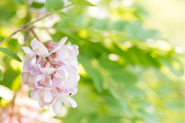 Rózsaszín AC akác