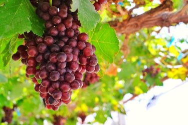 Import szőlő a tőkén.