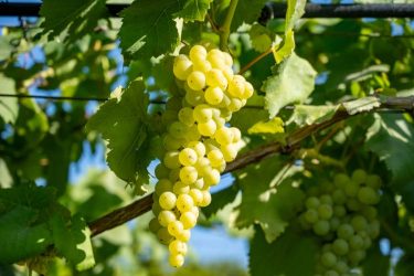 Érő fehérszőlő-fürt a tőkén napsütésben, magyarországi ültetvényen