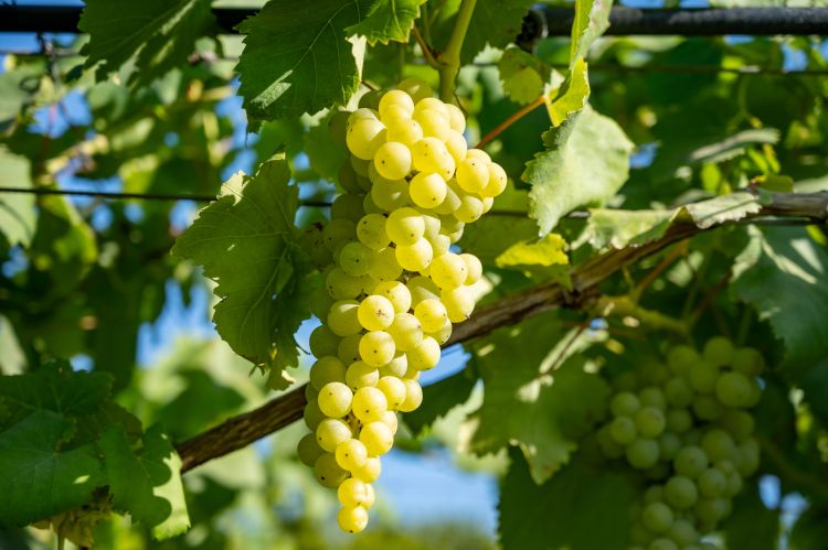 Érő fehérszőlő-fürt a tőkén napsütésben, magyarországi ültetvényen