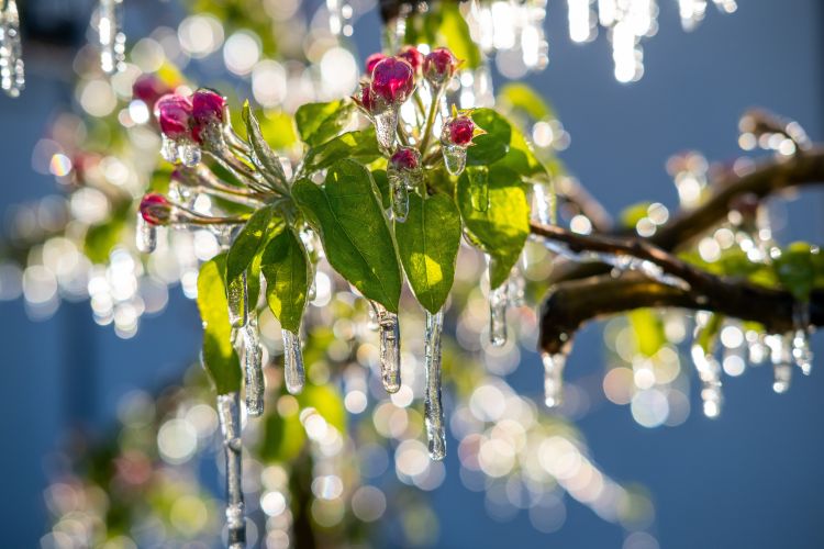 Gyümölcstermesztés 2025 fagykára