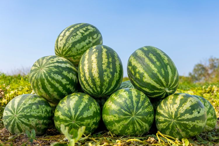 Spanyol dinnyeszezon a rajtnál