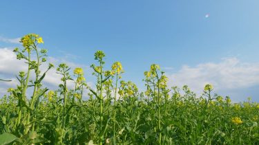 Virágzó repcetábla tavasszal