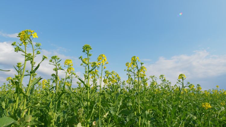 Virágzó repcetábla tavasszal