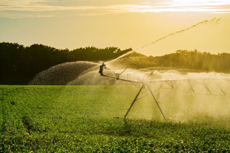 Körforgó öntözés naplementében