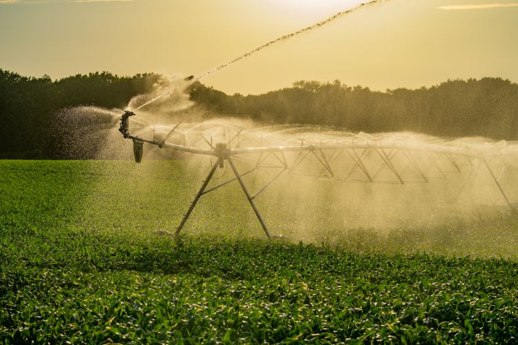 Öntözés nélkül nő a kockázat.
