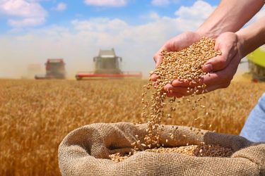 Gabona betakarítás aratáskor